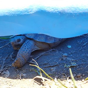 Turtle the Desert Tortoise