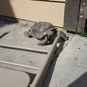 Turtle the Desert Tortoise