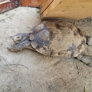 Turtle the Desert Tortoise