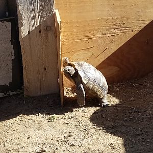 Turtle the Desert Tortoise