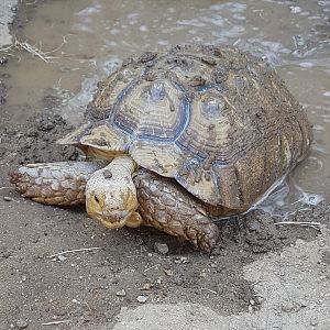 Bigfoot the Sulcata