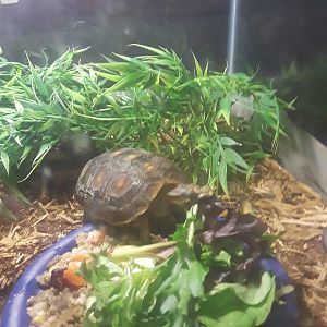 HeShe and HimHer eating in their tank