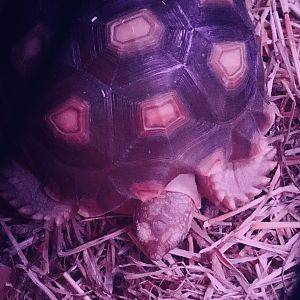 Sleepy  torty